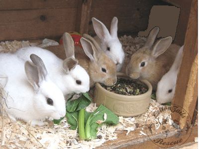 Hand Rearing? Read this before you start … The hand rearing of baby rabbits is rarely successful if you have not done it before.  Experience is essential as the technique is quite different from that needed for other species, and most babies rabbits die as a result of accidentally feeding too fast and the milk being inhaled […] Baby Rabbits, Rabbit Eating, Wild Rabbit, Wild Baby, Feeding Tube, Second Baby, Family Farm, Guinea Pig, Guinea Pigs