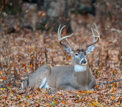 Deer Habitat, Snacks Before Bed, Deer Bedding, White Tailed Deer, Whitetail Hunting, Hunting Property, Wide Open Spaces, Wood Images, Travel Route