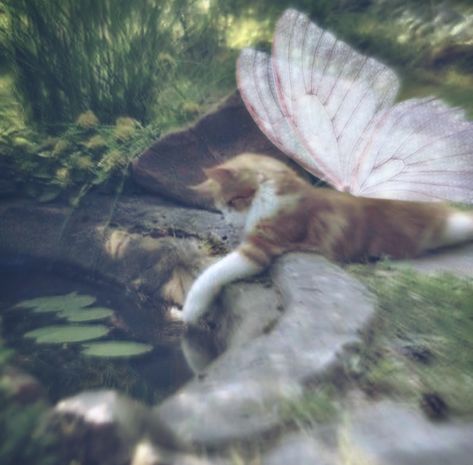 Animal Fairy Aesthetic, Fairy Kitty, People And Cats, Cute Soft Aesthetic, Fairy Cats, Fairy Pfp, Fairy Kitten, Cat Therian, Fairy Cat