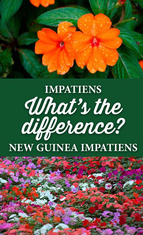 As the weather gets warmer and the Impatiens start blooming- many people get confused about the difference between regular impatiens and New Guinea Impatiens and where to plant each. Impatient Flowers, Thrillers Fillers Spillers, Impatiens Flowers, New Guinea Impatiens, Impatiens Plant, Garden Front Of House, Making Plant Pots, Container Gardening Flowers, Garden Containers