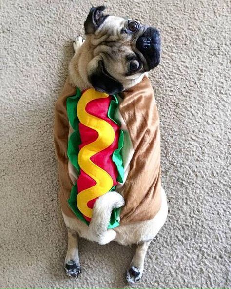 Pug funny Pug Halloween Costumes, Pug Clothes, Pugs In Costume, Funny Pugs, Doug The Pug, Baby Pugs, Pug Pictures, Spooky Cute, Cute Little Puppies