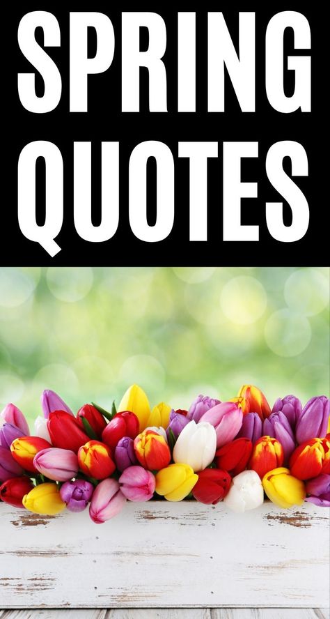 After a long winter and time spent at home, nothing brings new joy and hope quite like spring! These 15 Spring Quotes are sure to inspire you to find the beauty in this season. Quotes About Spring, Hello Spring Quotes, Renewal Quotes, Spring Cleaning Quotes, Spring Funny, Black Love Quotes, Spring Ahead, Season Quotes, Spring Words