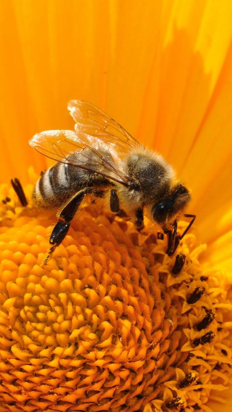 Free Mobile Wallpaper of Bee on Sunflower. Beautiful & awesome flower wallpaper. Free desktop wallpaper of flowers - mostly close-up macro photographs. These images are free to download and use for personal use. Download free android, iphone, ipad, mobile & desktop wallpaper at GraffitiWallpaper.com. #wallpaper #backgrounds #flowerwallpaper #flower #beautiful #floral #nature Flowers Wallpaper Ipad, Ipad Desktop Wallpapers, Bee Wallpaper Iphone, Honey Bee Wallpaper, Honey Bees Keeping, Bee Wallpaper, Ipad Desktop, Perjalanan Kota, Bee Pictures