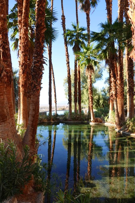 Oasis Reflected~ Oasis Astethic, Tropical Oasis Aesthetic, Desert Oasis Aesthetic, Oasis Aesthetic, Tropical Desert, Oasis Design, Oasis Pool, Socotra, Study Decor