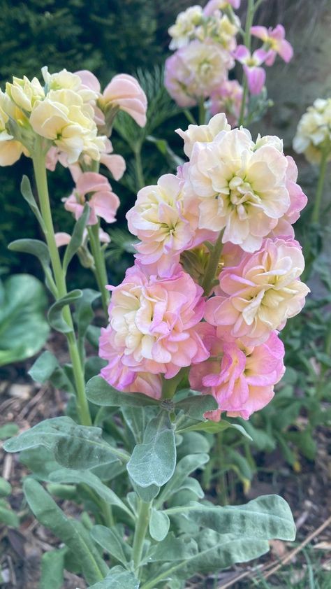 close up of multi-colored Quartet Rainbow Stock flowers Matthiola Flower, Stocks Flowers, Caravan Garden, Stock Plant, Matthiola Incana, Stock Flowers, Cat Safe Plants, Endless Summer Hydrangea, Sweet Woodruff