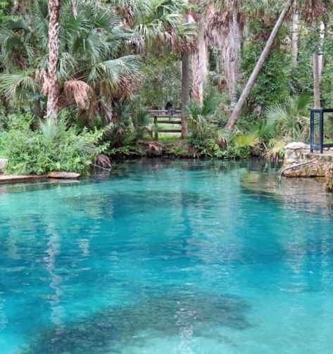 Rainbow Springs State Park, Blue Springs State Park, Ocala National Forest, Florida Travel Destinations, Florida Adventures, Florida State Parks, Ocala Florida, Florida Springs, Springs Florida