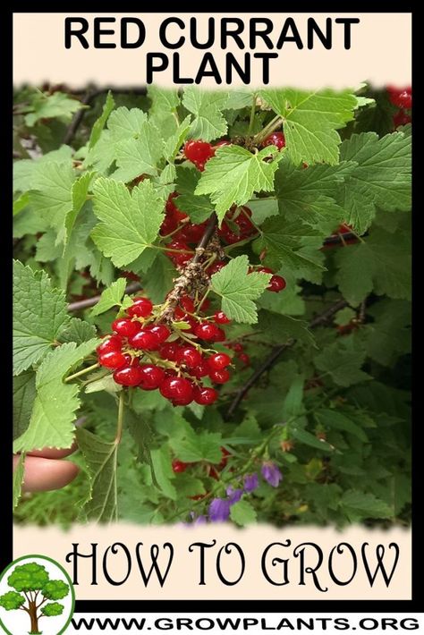 Currant Plant, Currant Bush, Part Shade Plants, Phlox Flowers, Growing Fruit Trees, Plant Tips, Bush Plant, Easy Plants To Grow, Berry Plants