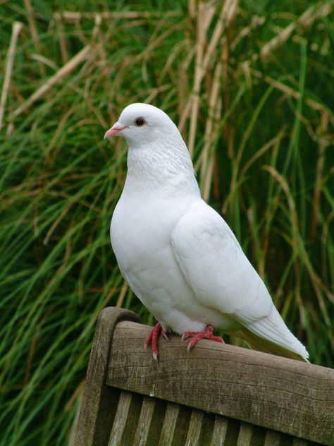 Morning Doves, Painting Love Couple, Pretty Place Chapel, Pet Pigeon, New Car Wallpaper, Pigeon Breeds, Indian Flag Wallpaper, Beautiful Scenery Photography, Pictures Of Christ