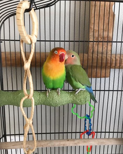 House Birds Pets, Aesthetic Bird Cage, Birds In Cage, Pretty Parrots, Large Parrot Cage, Bird In Cage, Parrot Cages, African Lovebirds, Diy Bird Cage