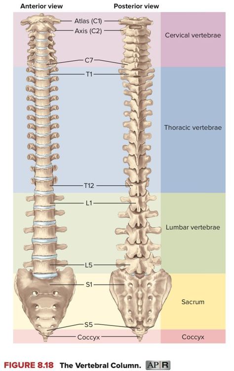 Vertebral Column, Human Bones, Anatomy And Physiology, Anatomy, Bones, Human, Quick Saves