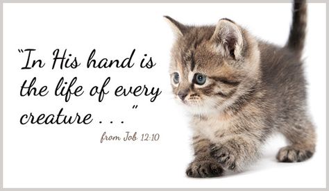 Job 12:10...More at http://beliefpics.christianpost.com/ #creature #cat #hand #job Animal Prayers, April Recipes, Animal Journal, Cat Inspiration, Faith Messages, Beautiful Wildlife, Book Of Job, Animal Activist, Tabby Cats