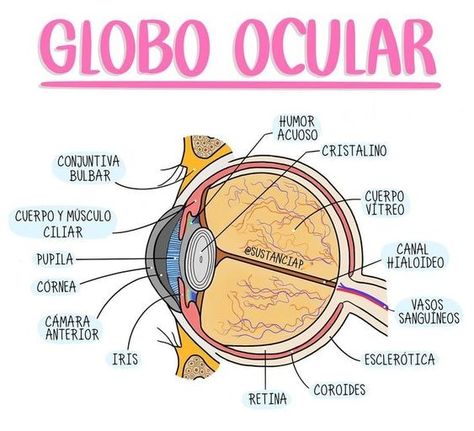 Eye Anatomy Diagram, Optometry Education, Psychology Notes, Eye Anatomy, Studying Medicine, Medicine Notes, Medicine Studies, Creative School Project Ideas, Medical Student Study