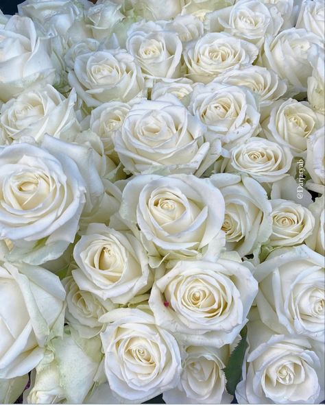 White roses, aesthetic pictures idea , minimalist art style of roses, instagram inspiration, wedding 100 Roses White, White Roses Aesthetic Vintage, White Aesthetic Flowers, White Rose Aesthetic, White Roses Aesthetic, Maddy Core, Easy Crochet Rose, Romantic Wedding Setting, Fav Flower