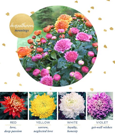 A guide on chrysanthemum meanings and origins, including chrysanthemum color symbolism, flower facts, and uses. Chrysanthemum Meaning, Flowers Meanings, Tumblr Flower, November Flower, Chrysanthemum Tattoo, Color Symbolism, White Chrysanthemum, List Of Flowers, Flower Meanings