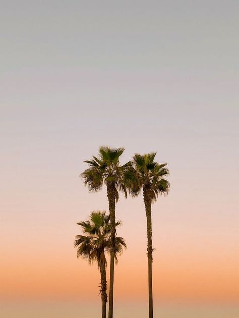 sunset scenery aesthetic #zicxa-photos #zicxa #images #background #wallpaper #freepik #shutterstock #VN Clear Background Aesthetic, Ombre Background Aesthetic, Phone Backgrounds Boho, Falling Into Place, Mens Photoshoot, Summer Vision, Aesthetic Orange, Beachy Aesthetic, Palm Tree Sunset