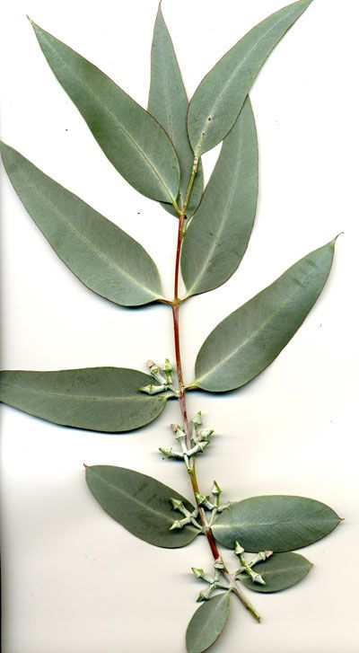 Eucalyptus cinerea, Argyle apple, mealy stringybark | Trees of Stanford & Environs Eucalyptus Cinerea, Campus Landscape, Gum Leaves, Dried Eucalyptus, Eucalyptus Tree, Leaf Decor, Eucalyptus Leaves, Botanical Drawings, Wedding Art