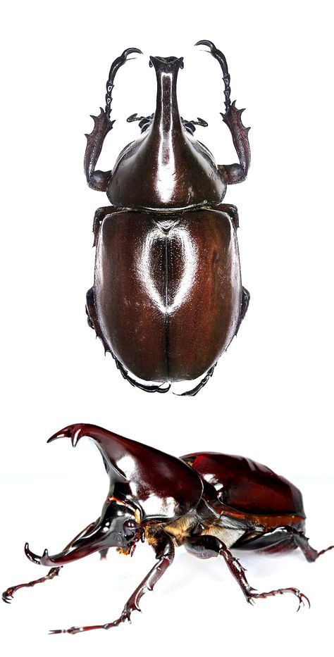 Xylotrupes gideon Insect Anatomy, Macro Photography Insects, Rhino Beetle, Beetle Art, Beetle Insect, Insect Collection, Cool Bugs, Stag Beetle, Animal Study