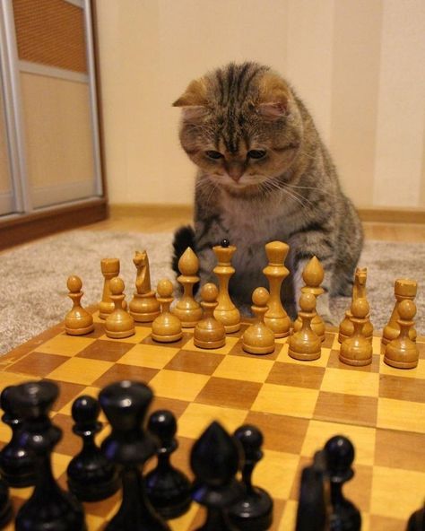 So Many People, Chess Board, Chess, Puppies, On Instagram, Instagram