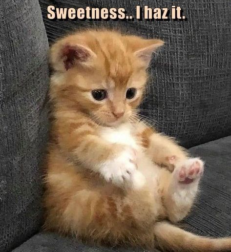 Cute Little Kittens, Cute Cats Photos, Little Kittens, Cute Cats And Kittens, Funny Cute Cats, Cute Cats And Dogs, Silly Cats, Pretty Cats