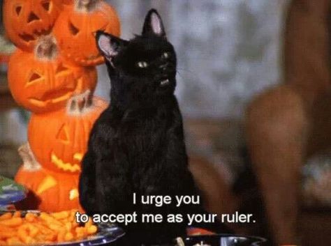 I urge you to accept me as your ruler. Salem Saberhagen, Salem Cat, Nickelodeon 90s, Nickelodeon Shows, Sabrina Spellman, A Black Cat, Jrr Tolkien, Archie Comics, Film Serie