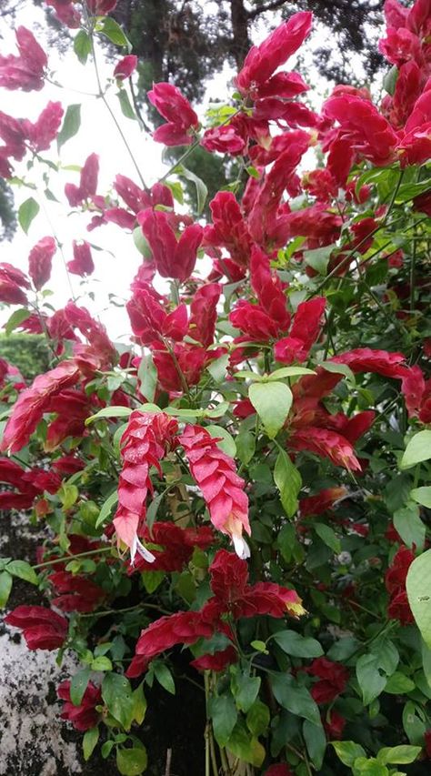 red shrimp plant Red Shrimp Plant, Odd Flowers, Shrimp Plant, Crimson King, Lobster Tail, Lakeland Florida, Butterfly Plants, Unusual Flowers, Garden Tips