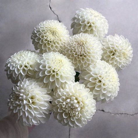 White Dahlias Bouquet, White Dahlia Bridal Bouquet, White Dahlia Bouquet, Dahlia Bridal Bouquet, White Homes, Flowers Farm, Holly Wedding, White Dahlia, Dahlia Bouquet