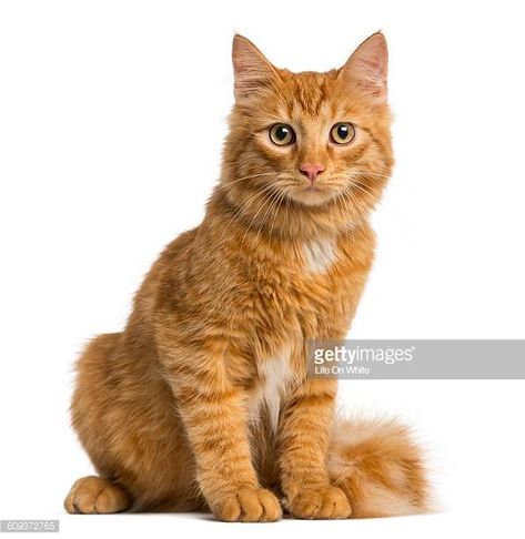 Image result for orange cat pictures Orange Cat Pictures, Cat White Background, Kitten Sitting, Colorful Hairstyles, Kitten Drawing, Cat Anatomy, Cat Stock, Cat Reference, Kitten Care