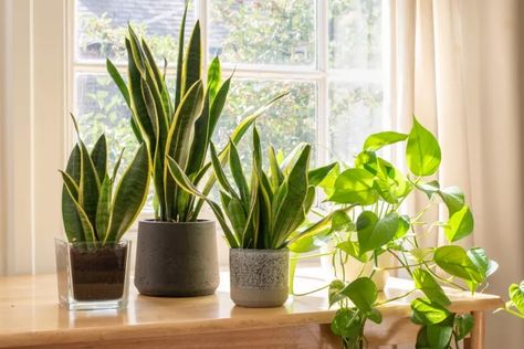 26 Plants That Are Perfect for Your Windowsill دورة حي�اة النبات, Snake Plant Varieties, Snake Plant Care, Sansevieria Plant, Lucky Plant, Sansevieria Trifasciata, نباتات منزلية, Ficus Elastica, Chinese Evergreen