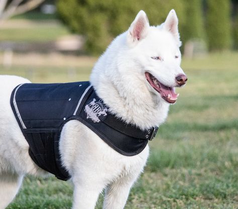 White siberian husky wearing a black canine weight vest made by Rogue Royalty Canine Fitness, Zombie Apocolypse, Weight Vest, Dog Joints, Camo Vest, Weighted Vest, Dog Vest, Dog Gear, Character Inspo