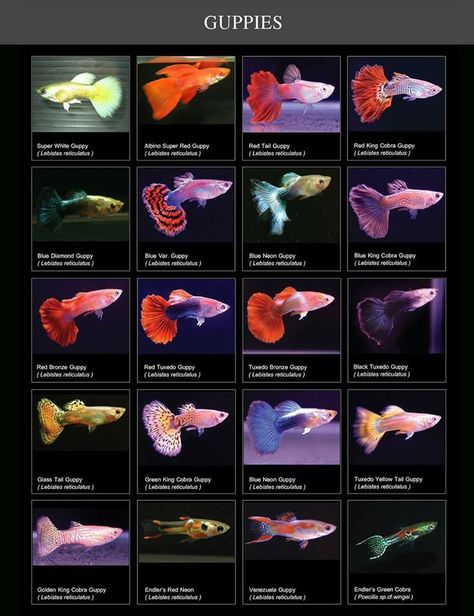 Guppy Fish Types, Guppy Fish Tank, Guppy Aquarium, Guppies Fish, Community Fish Tank, Ikan Air Tawar, Cool Fish Tanks, Fish Tank Design, Tropical Fish Tanks