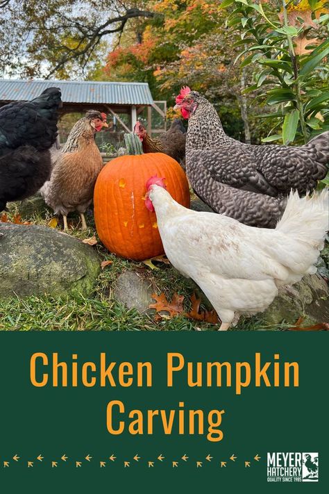 Chickens Carve Pumpkin, Chicken Jack O Lantern, Pumpkins For Chickens, Chickens Carving Pumpkins, Chicken Pumpkin Carving Ideas, Chicken Carved Pumpkin, Chicken Carving Pumpkin, Pumpkin Carving Chicken, Chicken Pumpkin Decorating