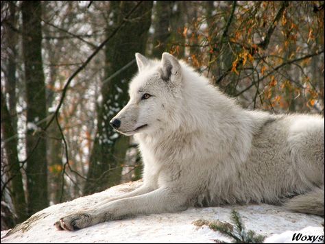 Arctic wolf dreamer by woxys on DeviantArt Brno Czech Republic, Wolf Conservation Center, Arctic Wolf, Wolf Photos, Wolf Love, Wolf Pictures, Tom Riddle, Beautiful Wolves, Lone Wolf