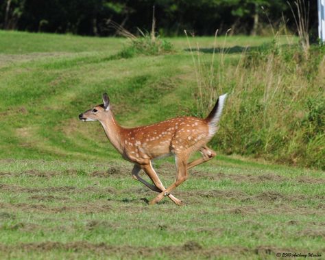 whitetail deer images | Whitetail Deer Running Deer Images, Whitetail Deer Pictures, Big Deer, Deer Running, Deer Photos, Deer Doe, Deer Pictures, Alice Angel, Deer Family