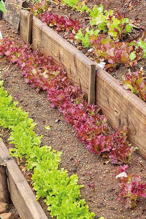 A simple terracing made of dimensioned lumber and stakes converts a sloped hillside into a productive vegetable garden with easy-to-care planting beds. Copyright ©1999 by Dolezal & Associates. All Rights Reserved. grownbyyou.com Garden For Vegetables, Building A Raised Bed, Terraced Vegetable Garden, Hillside Terrace, Terrace Gardens, Terraced Garden, Sloped Yard, Hillside Garden, Sloped Backyard