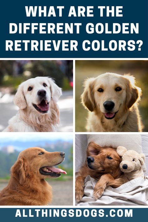 The appearance of Golden Retrievers varies somewhat worldwide both in size and color. The Golden Retriever colors vary in shades of golden. Read on to learn more about their coat.  #goldenretrievercolors #goldenretriever Golden Retriever Different Colors, Golden Retriever Breeding, Breeding Golden Retrievers, Golden Retriever Toys, Types Of Golden Retrievers, Canadian Golden Retriever, Two Golden Retrievers, Light Golden Retriever, Golden Retriever Haircut Styles