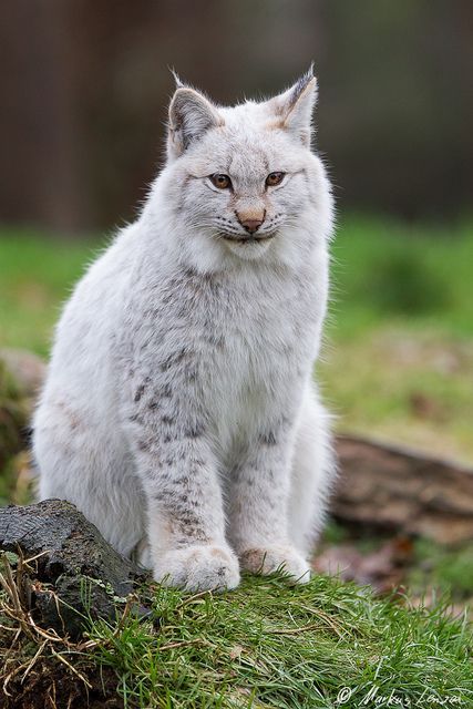 Bobcat Bob Cat, Small Wild Cats, Cat Species, Albino Animals, Rare Cats, Exotic Cats, Pretty Animals, Majestic Animals, Lynx