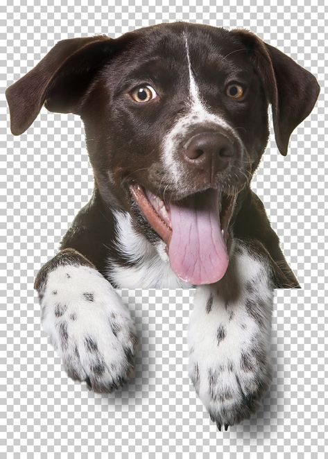 Pet Advertising, Creative Clips Clipart, Dog Png, Free Png Downloads, Dog Photo, Dog Images, Animal Stories, Animal Logo, Animals Images