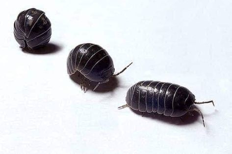 Potato bugs Pill Bugs, Potato Bugs, Pill Bug, Bug Tattoo, Bug Boy, Cool Bugs, Creepy Crawlies, Arthropods, Crustaceans