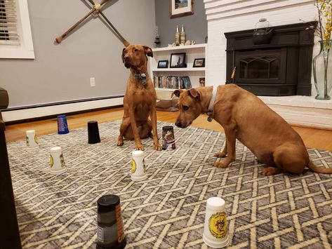 12 Indoor Activities To Keep Your Dog Happy On Rainy Days 2 Rainy Day Dog Activities, Dog Boredom Busters Diy, Dog Boredom Buster, Canine Enrichment, Dog Therapy, Dog Entertainment, Dog Boredom, Brain Games For Dogs, Colorful Hairstyles