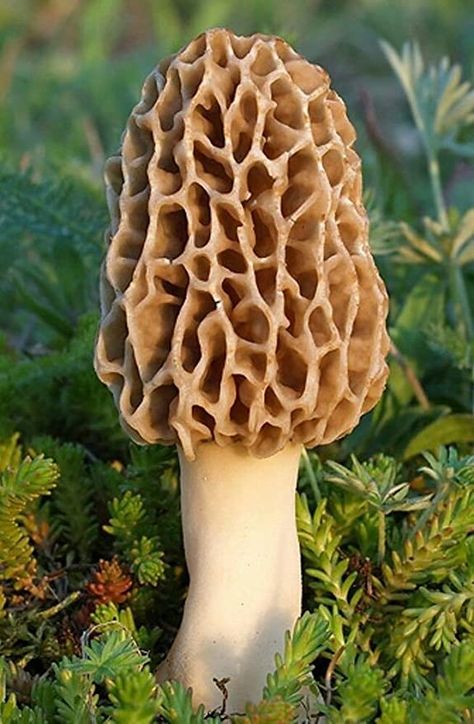 Mushroom Spores, Mushroom Grow Kit, Morel Mushrooms, Mushroom Pictures, Garden Mushrooms, Cactus Planta, Morel Mushroom, Edible Mushrooms, Grow Kit