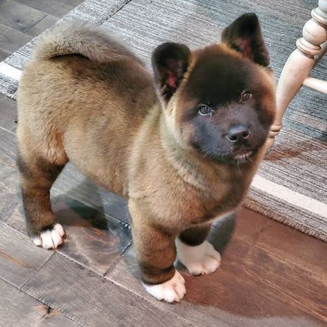 14 Things You Didn’t Know About the Akita Inu Akita Puppies For Sale, American Akita Dog, Akita Puppy, Japanese Akita, Akita Puppies, American Akita, Dog White, Akita Inu, Japanese Dogs