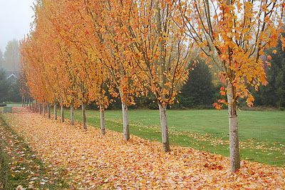 Pyramidal maple Maple Tree Landscape, Maple Trees, Land Use, Maple Tree, Yard Work, Backyard Fun, Green Foliage, Landscape Trees, Plant Design