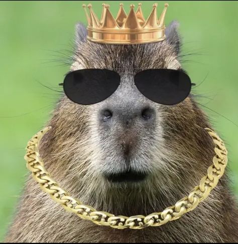 Capybara Meme, Capybara Pet, Simple Phone Wallpapers, Best Friends Funny, Small Clothes, Japanese Patterns, Exotic Pets, Friends Funny, Pull Up