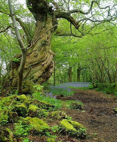 Laurel Tree, Woodland Trees, Sweet Chestnut, Giant Tree, Old Tree, Old Trees, Ancient Tree, Unique Trees, Tree Hugger