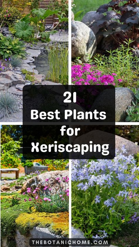 Xeriscape plants in a drought tolerant landscape front yard with full sun tall plants perfect for dry weather landscaping in hot climates. When To Plant Lavender, Landscaping Front Of House, Bushes In Front Of House, Landscaping Bushes, Garden Ideas In Front Of House, Drought Tolerant Landscape Front Yard, Fast Growing Privacy Shrubs, Privacy Shrubs, Front Of House Landscaping