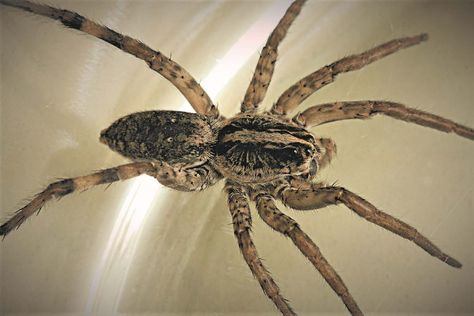 SPIDER ID : Spider Identification : Identify Spiders: Corky's Pest Control Spiders Can Have Are Chart, Poisonous Spiders Chart, Spider Identification Chart, Spider Identification, Common Spiders, Recluse Spider, Brown Recluse Spider, Brown Recluse, Jumping Spider Species