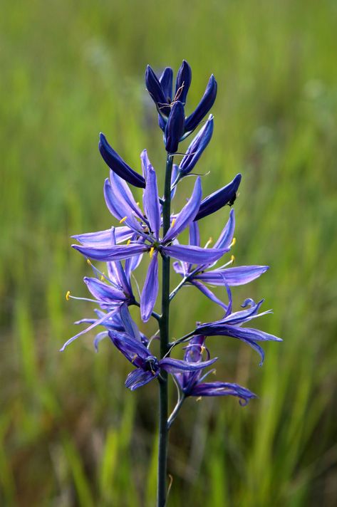 Zumwalt Prairie a rare paradise in northeast Oregon | OregonLive.com Oregon Wildflowers, Indian Paintbrush Flowers, Spring Lifestyle, Lupine Flowers, Southern Oregon Coast, Oregon Waterfalls, Columbine Flower, Purple Wildflowers, Geranium Flower