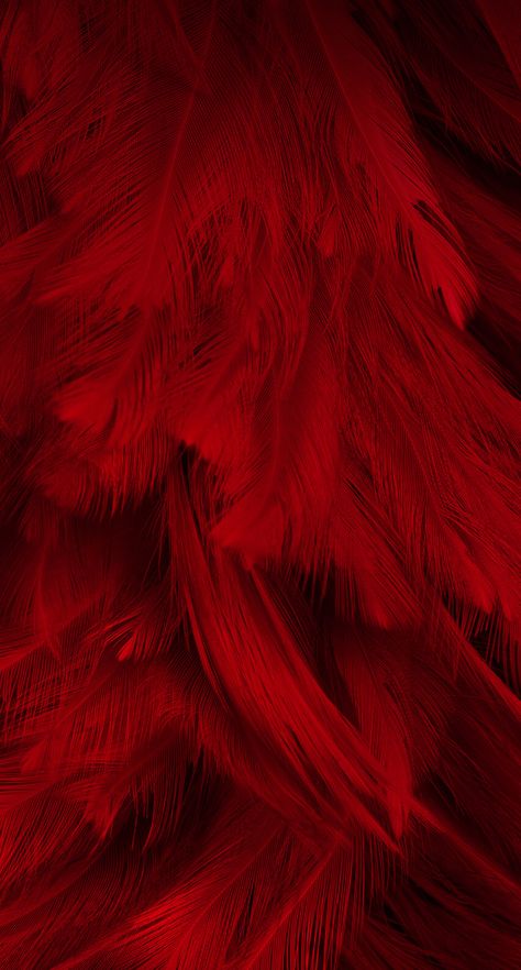 Feather Wallpaper Iphone, Facebook Background, Feather Wallpaper, Red Images, I See Red, Simply Red, Red Feather, Red Wallpaper, Texture Background