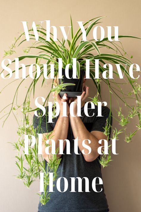 The spider plant is a delightfully adaptable plant that is almost impossible to destroy. These hardy, popular houseplants are an attractive and easy-care addition to your home, but there are a few tips that can help you maintain the spider plant’s beauty and productivity indefinitely. Spider Plant Arrangements, Indoor Spider Plant, Spider Plant Hanging Ideas, Spider Plant Decor Ideas, Spider Plants Indoor, Spider Plant Decor, Spider Plant Care Indoor, Hanging Spider Plant, Spider Plant Indoor