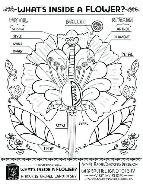 Elementary School Science, Nature School, Classical Conversations, Homeschool Learning, Plant Science, Science Curriculum, Forest School, Science Worksheets, Homeschool Activities